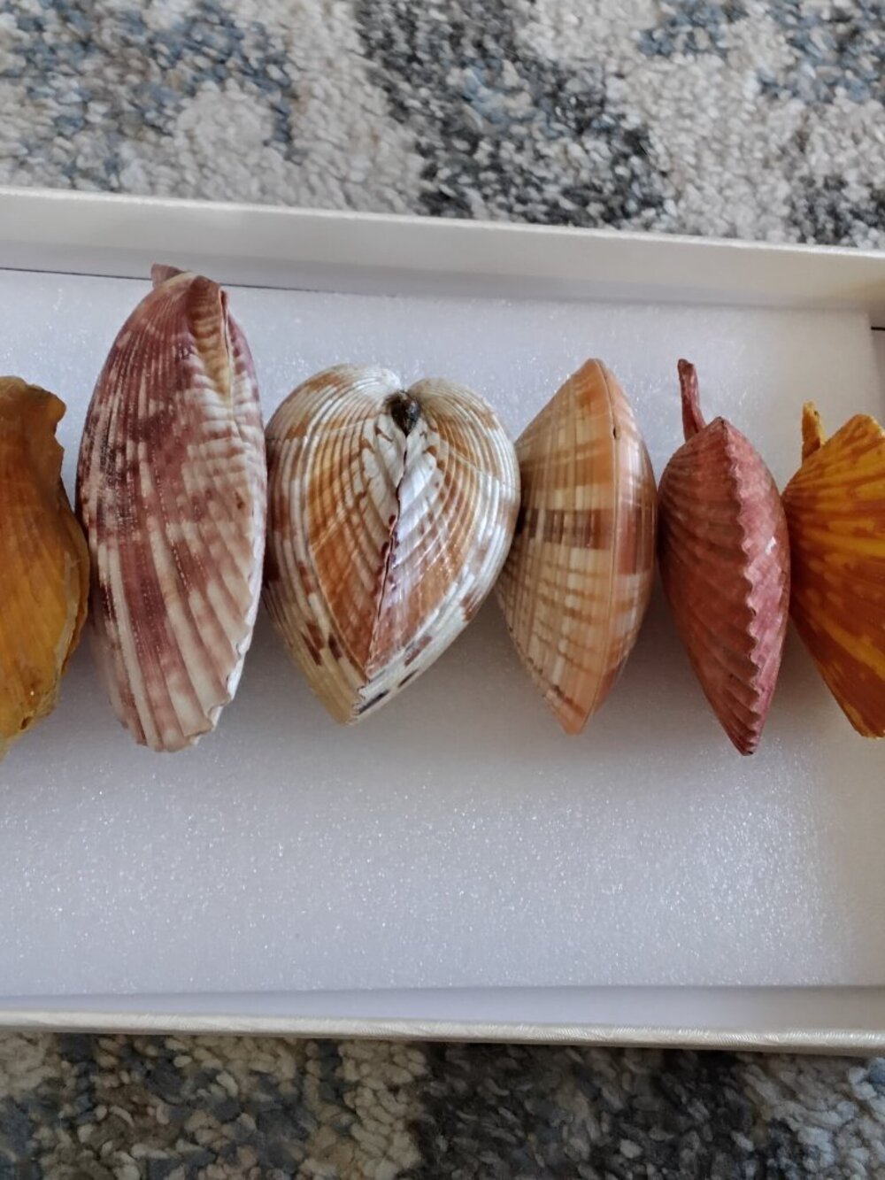 Collectible Front & Back Cockle, Scallop, & Venus Clam Seashells